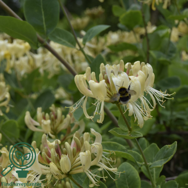 Lonicera per. 'Loly', Kaprifolie