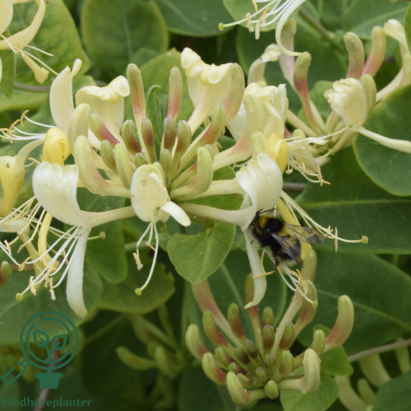 Lonicera per. 'Loly', Kaprifolie