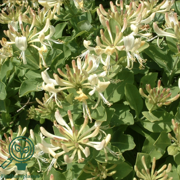 Lonicera per. 'Loly', Kaprifolie