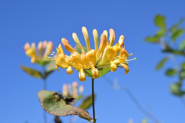 Lonicera per. 'Loly', Kaprifolie