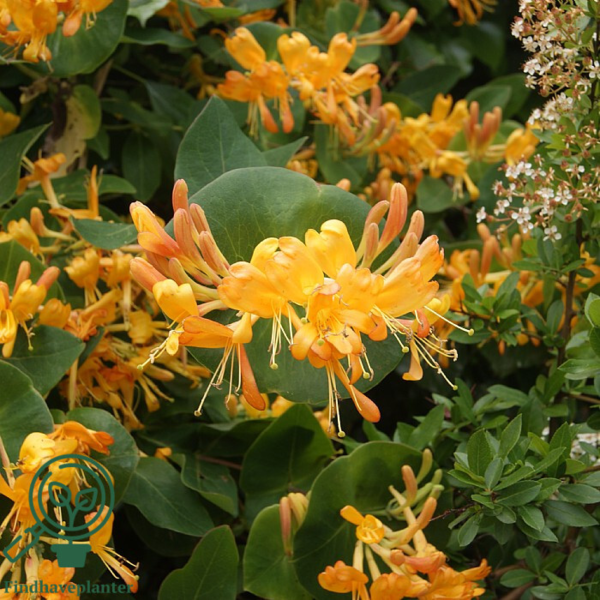Lonicera tellmanniana