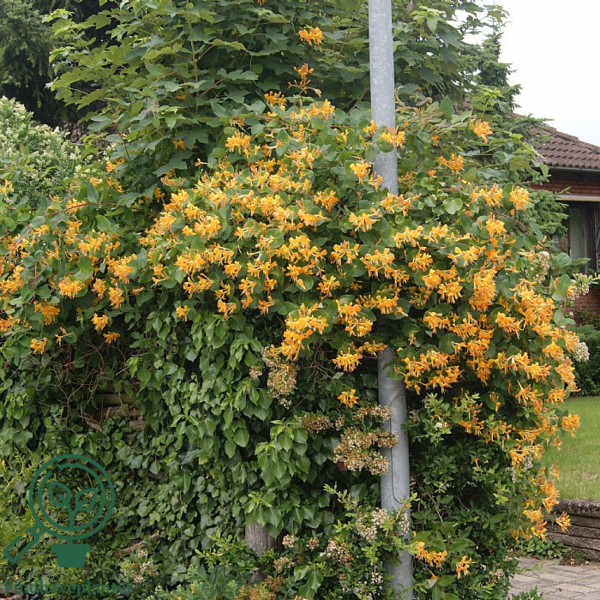 Lonicera tellmanniana