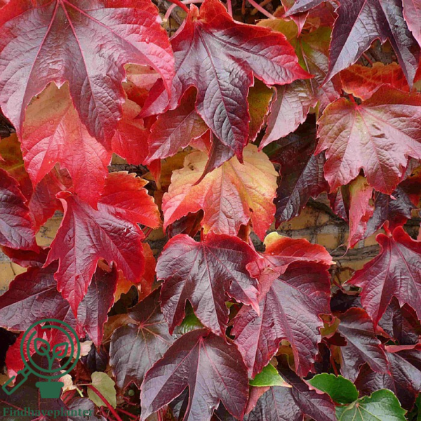 Parthenocissus tri. 'Veitchii'