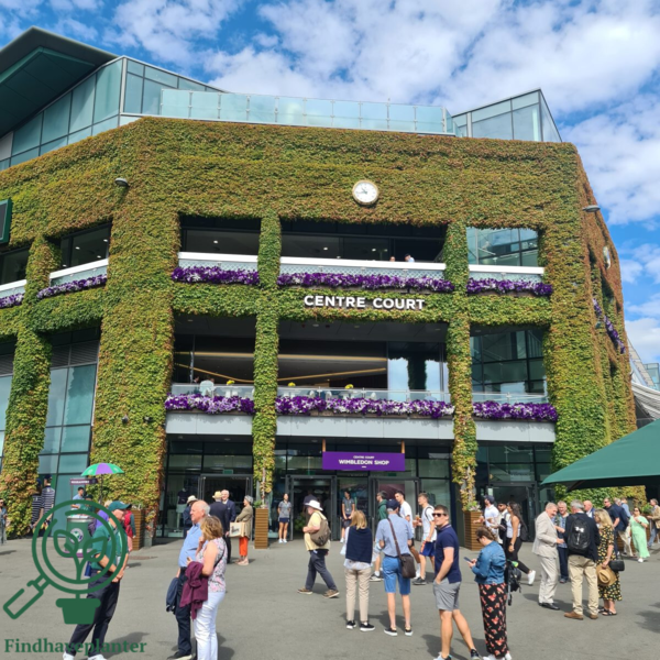 Parthenocissus tri. 'Veitchii'