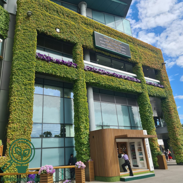 Parthenocissus tri. 'Veitchii'