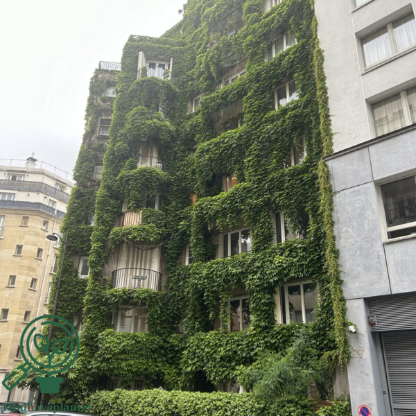 Parthenocissus tri. 'Veitchii'