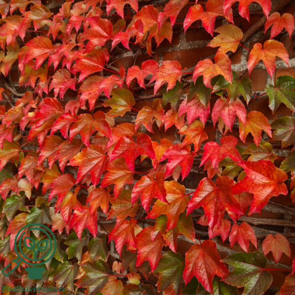 Parthenocissus tri. 'Veitchii'