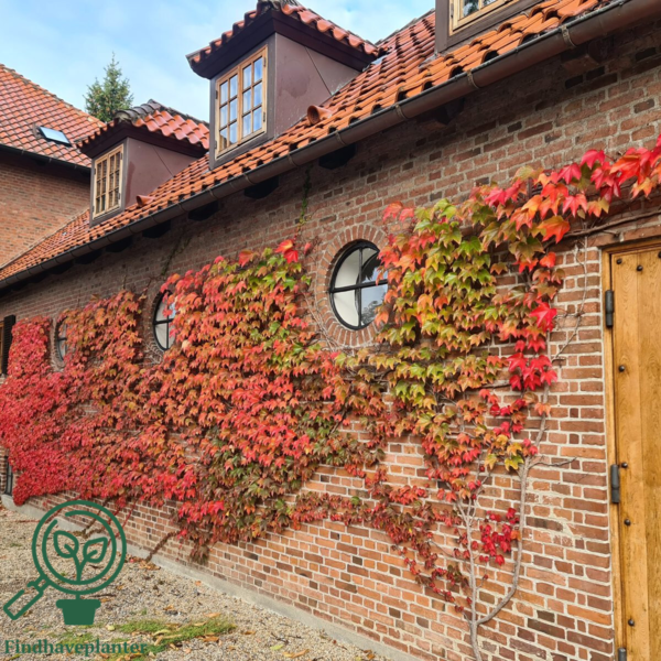 Parthenocissus tri. 'Veitchii'