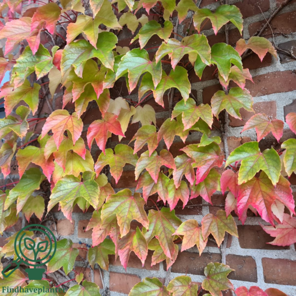 Parthenocissus tri. 'Veitchii'