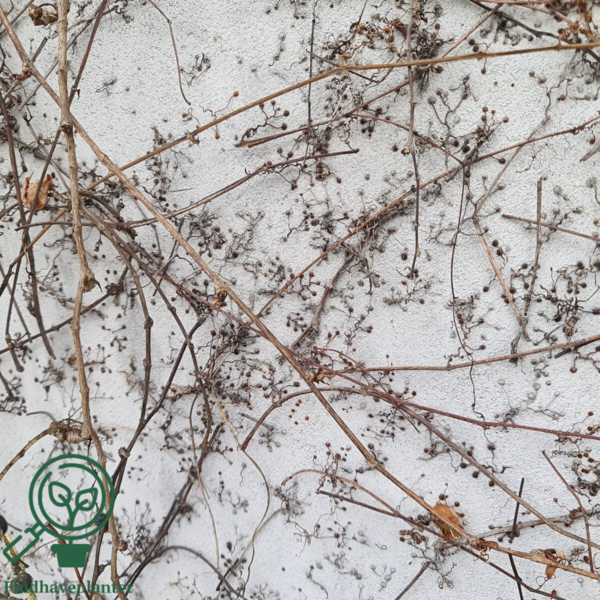 Parthenocissus tri. 'Veitchii'