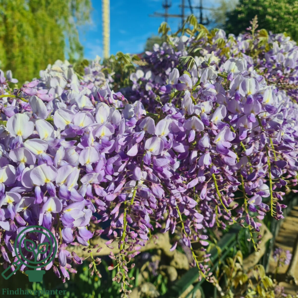 Wisteria sinensis 'Prolific'