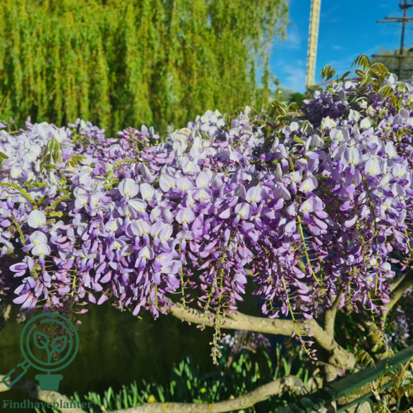 Wisteria sinensis 'Prolific'