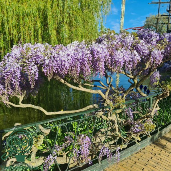 Wisteria sinensis 'Prolific'