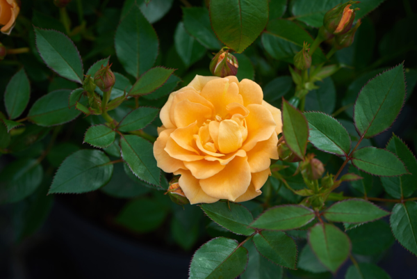 Rosa 'Flaming Cover™' Poultc015(N)