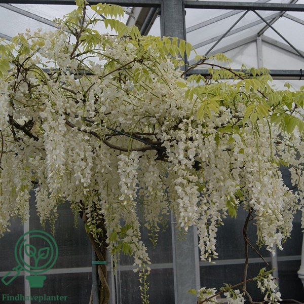 Wisteria sinensis 'Alba'
