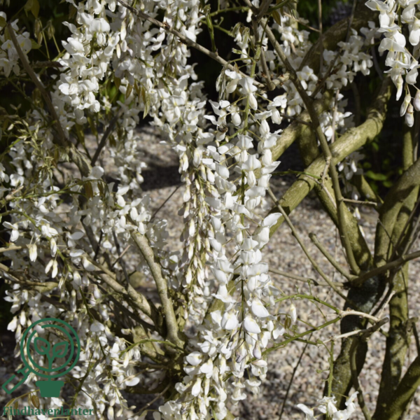Wisteria sinensis 'Alba'