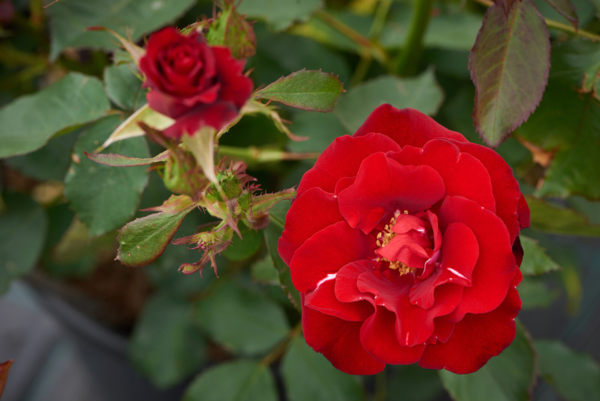 Rosa 'H. C. Andersen™' Poulander(N)