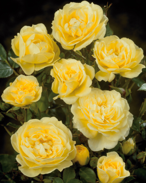 Rosa 'Golden Cover®' Poulgode(N)