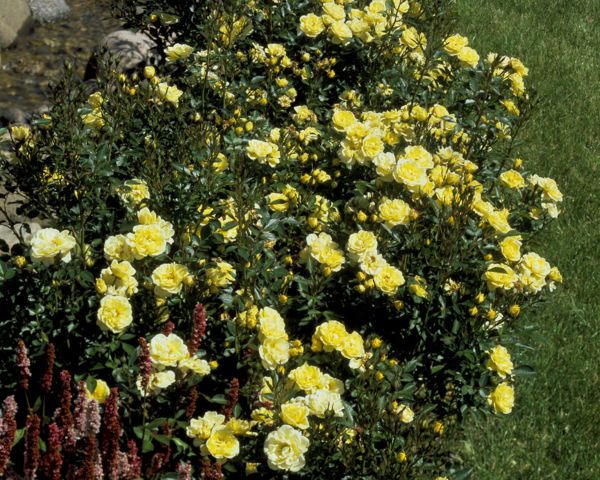 Rosa 'Golden Cover®' Poulgode(N)