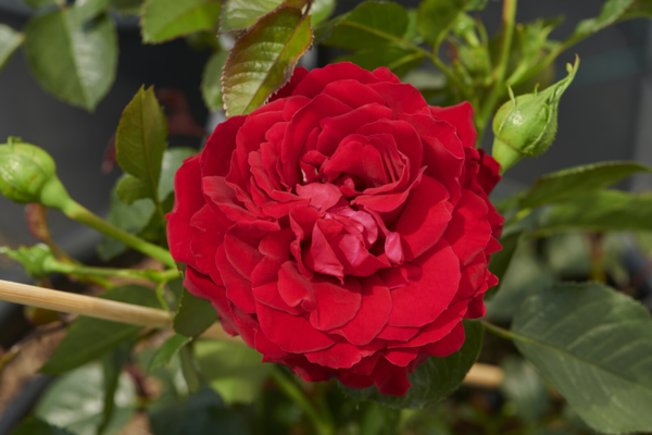 Rosa 'Grand Award™' Poulcy014(N)