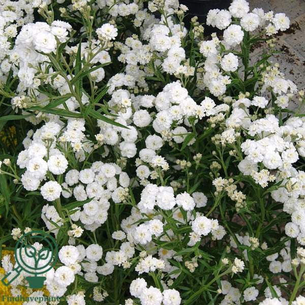 Achillea ptarmica 'Die Perle', Nyse røllike