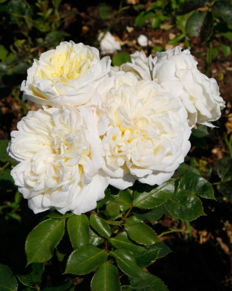 Rosa 'Kronprinsesse Mary™' Poulcas018(N)