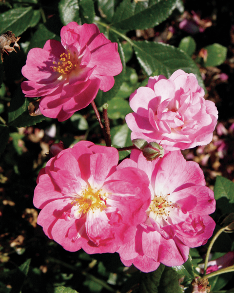 Rosa 'Lavender Cover®' Poulrust(N)