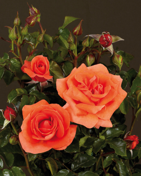 Rosa 'Prinsesse Marie™' Poulht007(N)