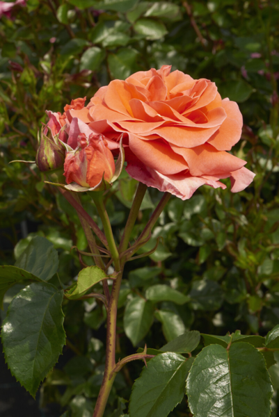 Rosa 'Prinsesse Marie™' Poulht007(N)