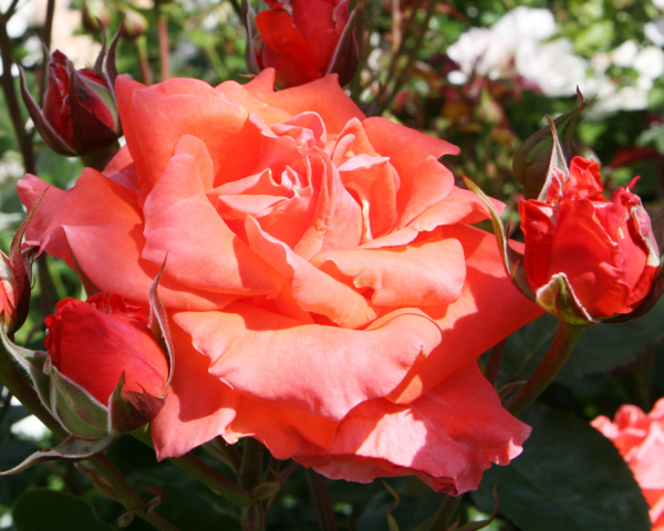 Rosa 'Prinsesse Marie™' Poulht007(N)