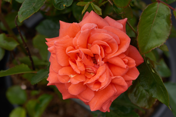 Rosa 'Prinsesse Marie™' Poulht007(N)