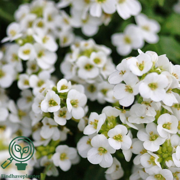Arabis caucasica 'Schneehaube', Kalkkarse