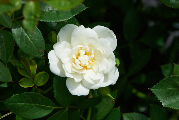 Rosa 'White Cover®' Poulcov(N)