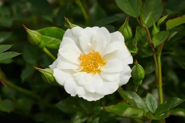 Rosa 'White Cover®' Poulcov(N)