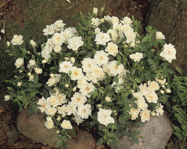 Rosa 'White Cover®' Poulcov(N)