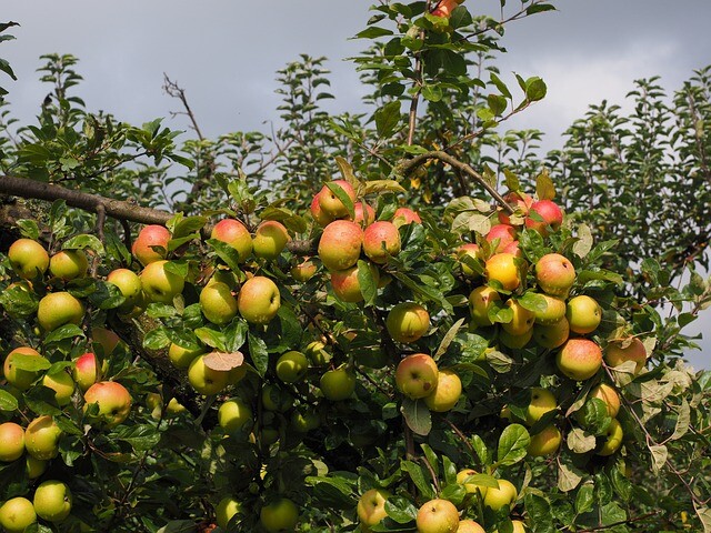 Malus dom. 'Elstar', Æble