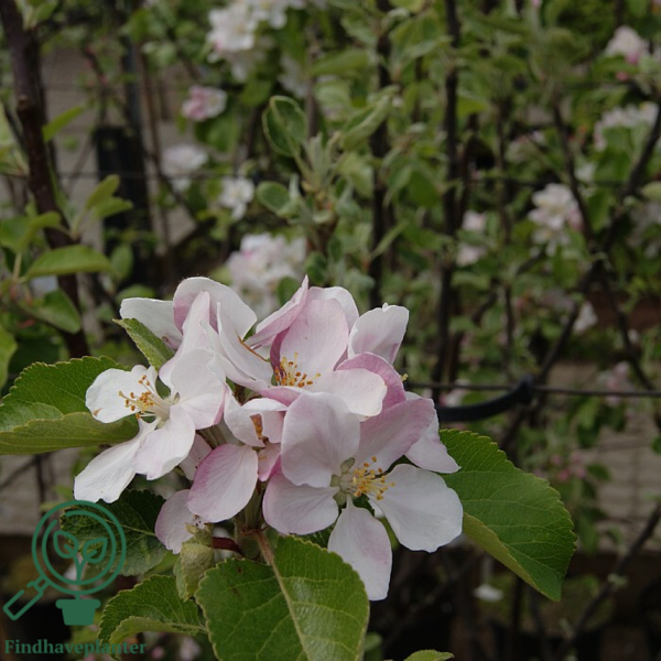 Malus dom. 'James Grieve', Æble