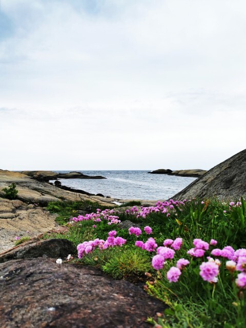 Armeria maritima 'Düsseldorfer Stolz', Engelskgræs