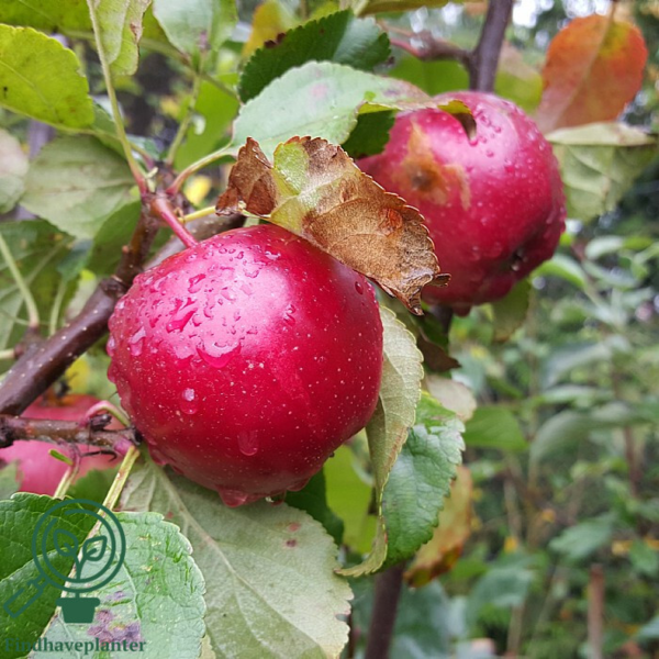 Malus dom. 'Summerred', Æble