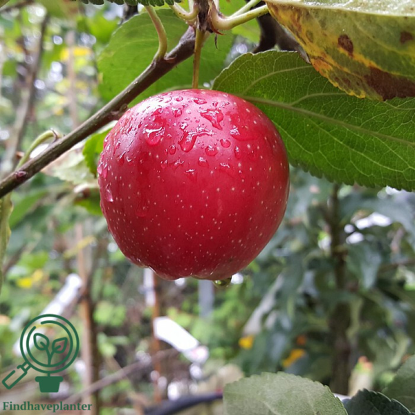Malus dom. 'Summerred', Æble