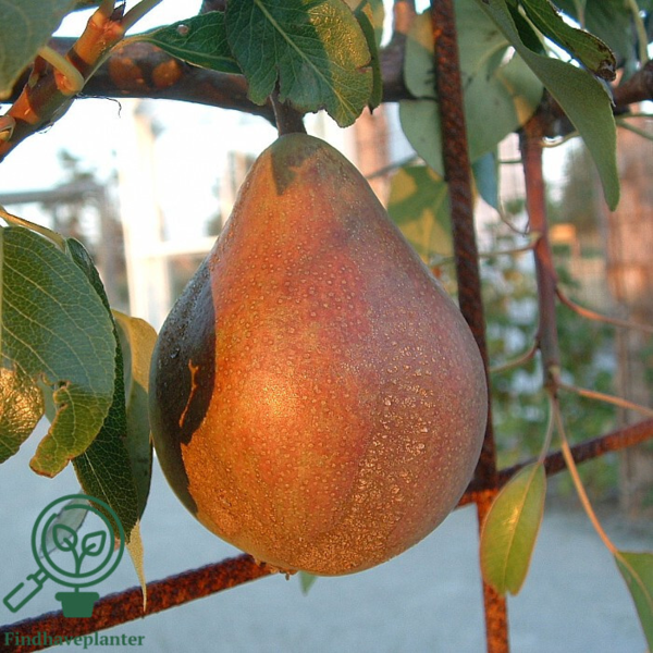 Pyrus com. 'Clapps Favorite', Pære