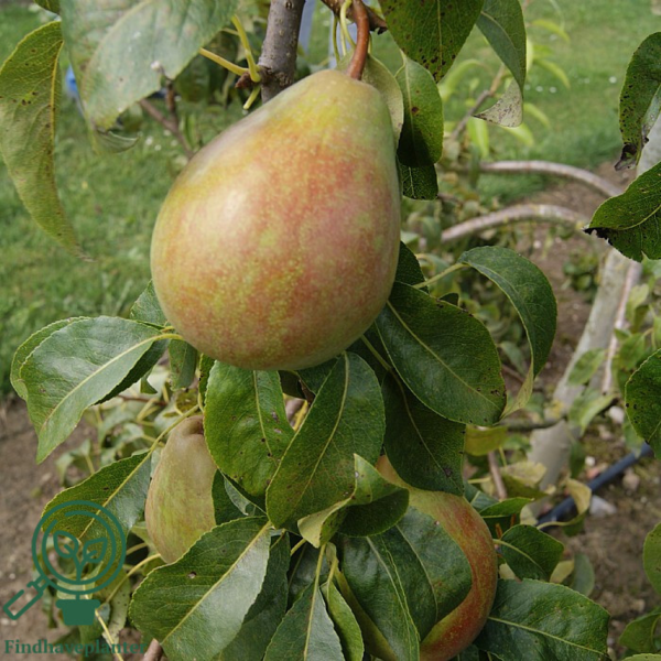 Pyrus com. 'Coloree de Juillet', Pære