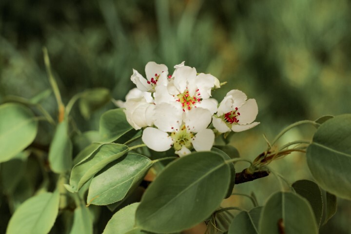 Pyrus com. 'Coloree de Juillet', Pære