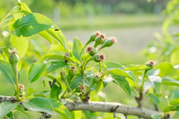 Pyrus com. 'Coloree de Juillet', Pære