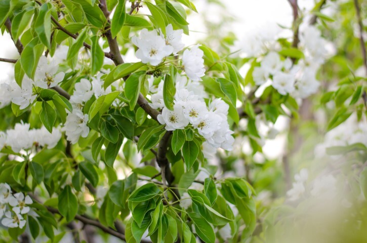 Pyrus com. 'Coloree de Juillet', Pære