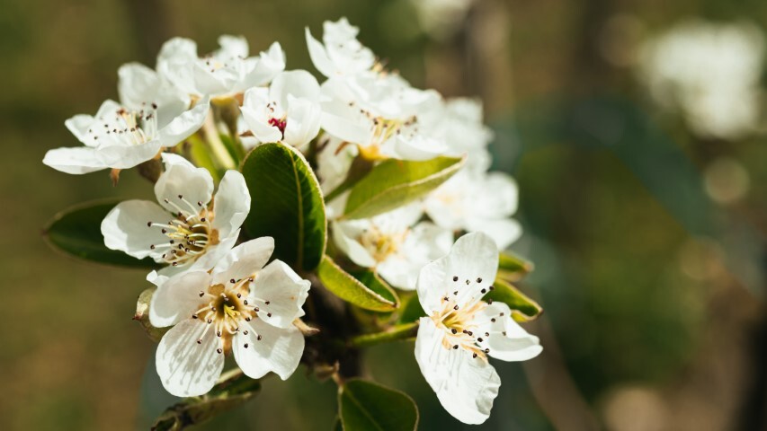 Pyrus com. 'Concorde', Pære