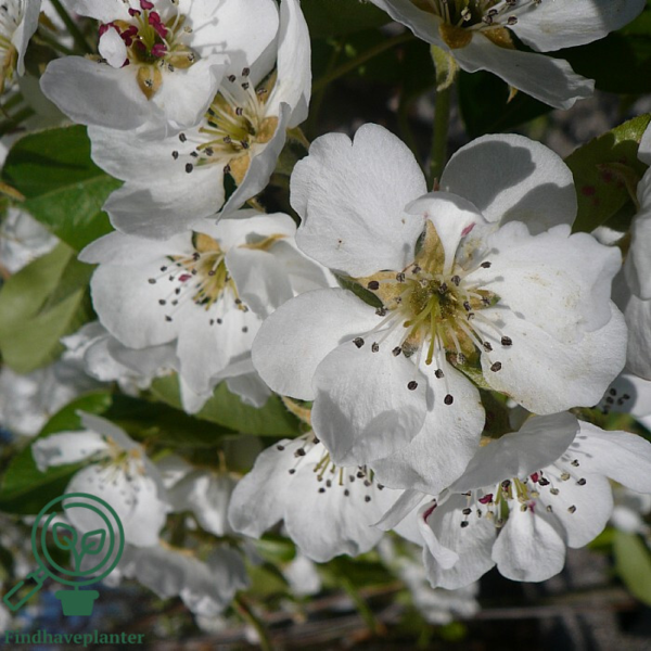 Pyrus com. 'Conference', Pære