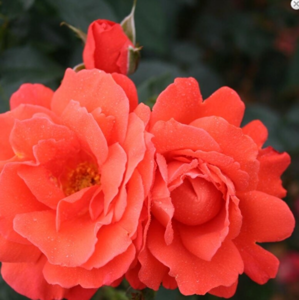 Rosa 'Alexander' (Harlex)