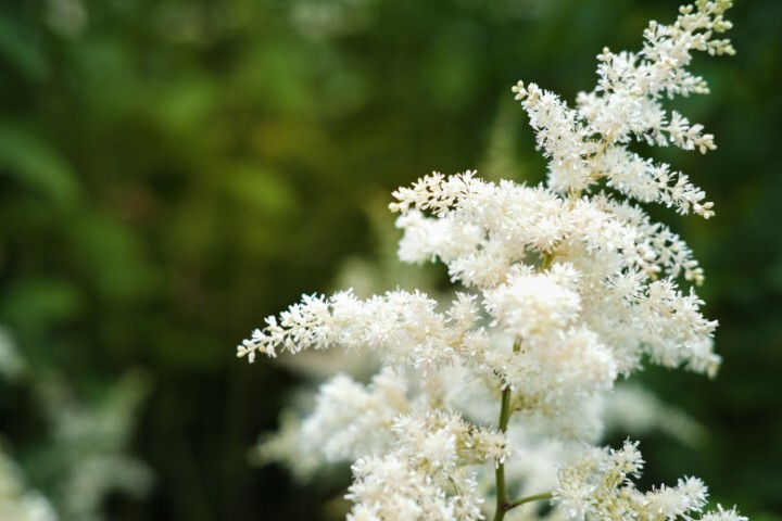 Astilbe arendsii-hybrid 'Brautschleier', Astilbe