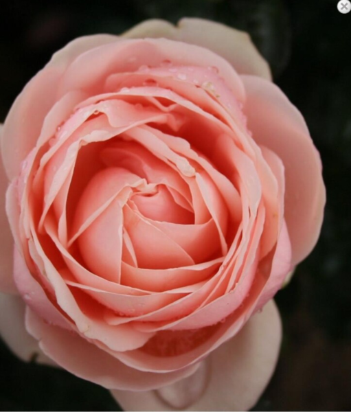 Rosa 'Aphrodite®'